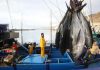 Informe de ISSF trae buenas nuevas para la pesca de atún